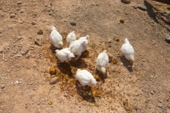 P1040165